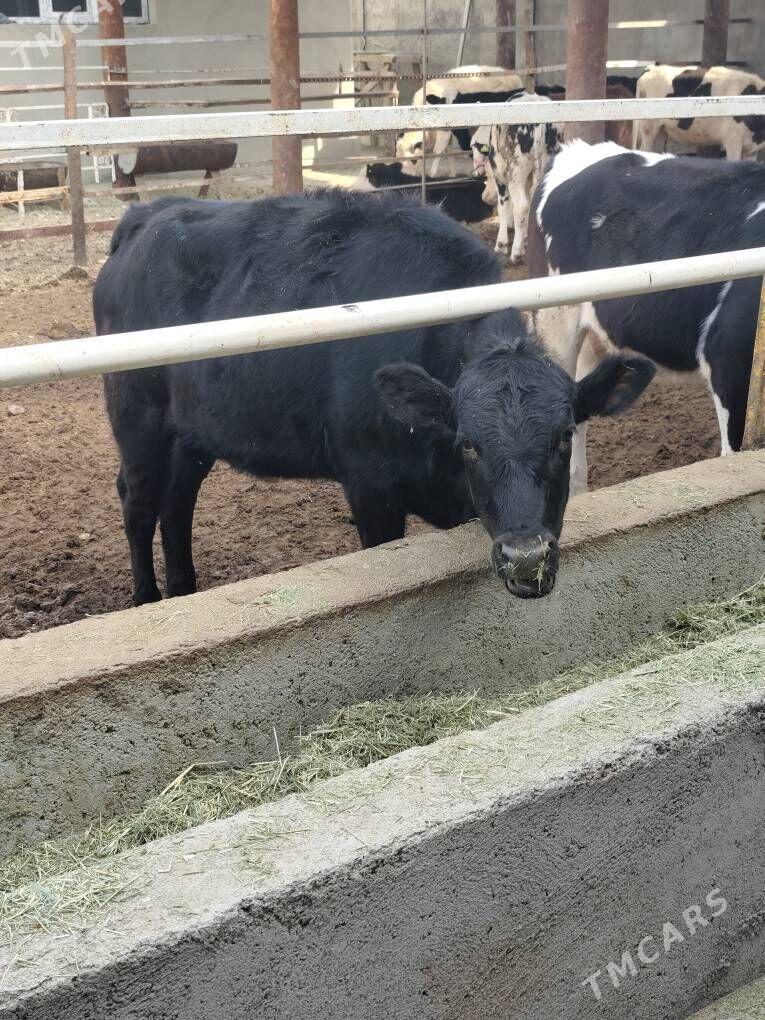 SIMMENTAL TÛWELER - Анев - img 6