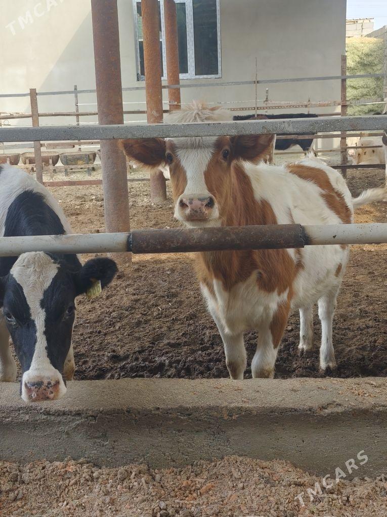 SIMMENTAL TÛWELER - Анев - img 5