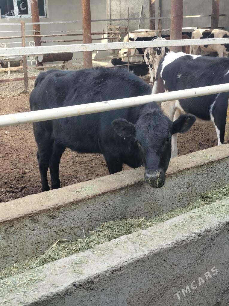 SIMMENTAL TÛWELER - Анев - img 8