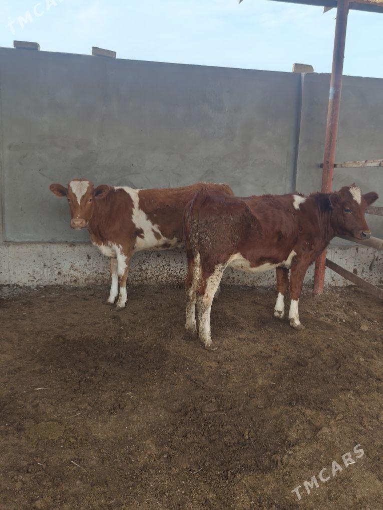 SIMMENTAL TÛWELER - Анев - img 2