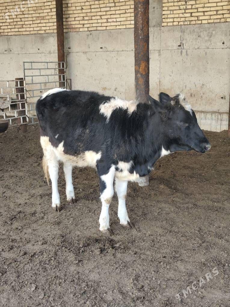 SIMMENTAL TÛWELER - Анев - img 10