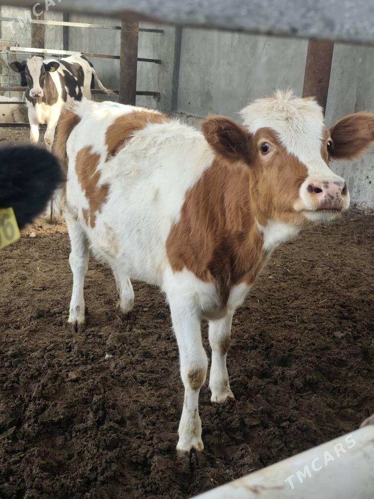 SIMMENTAL TÛWELER - Анев - img 4