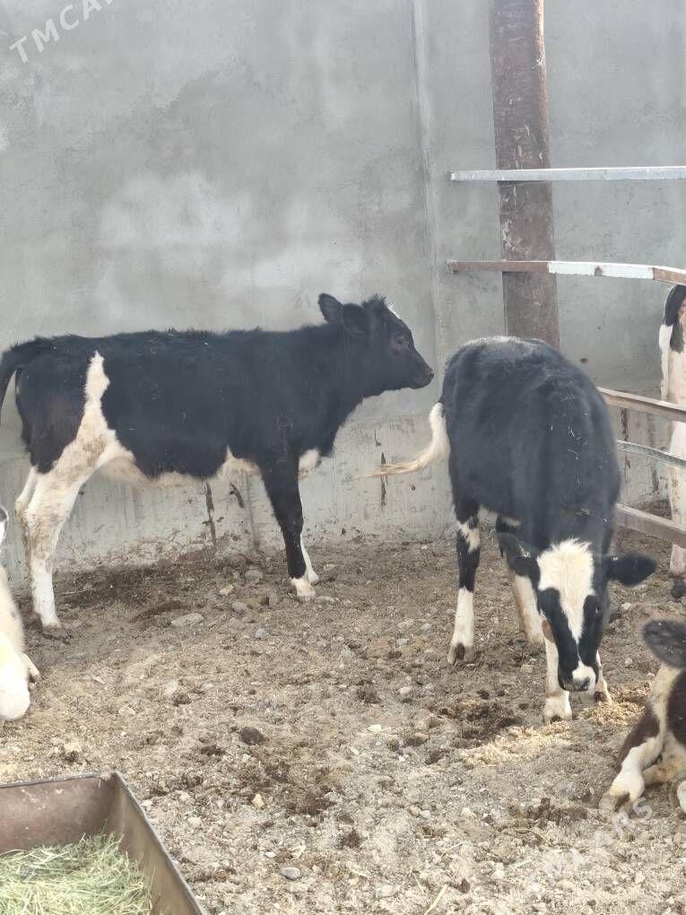 SIMMENTAL TÛWELER - Анев - img 7