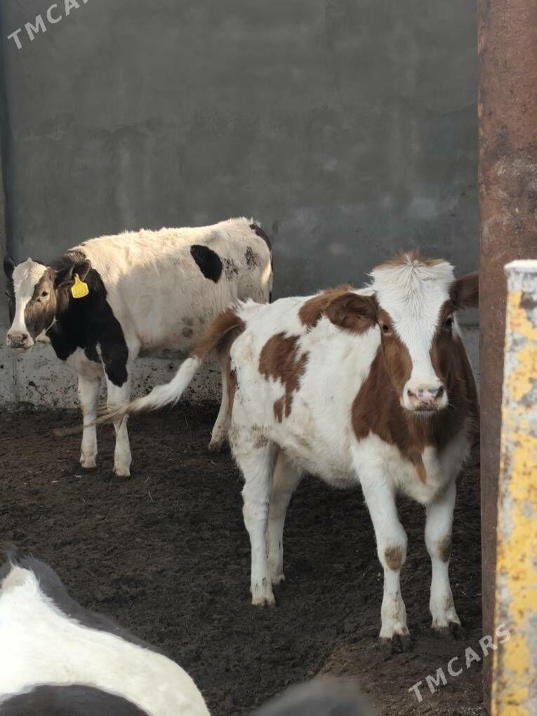 SIMMENTAL TÛWELER - Анев - img 3