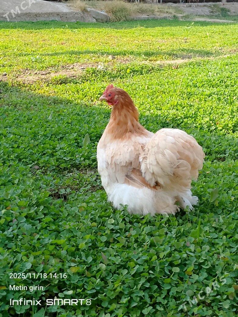 kokyn karlyk - Мары - img 2