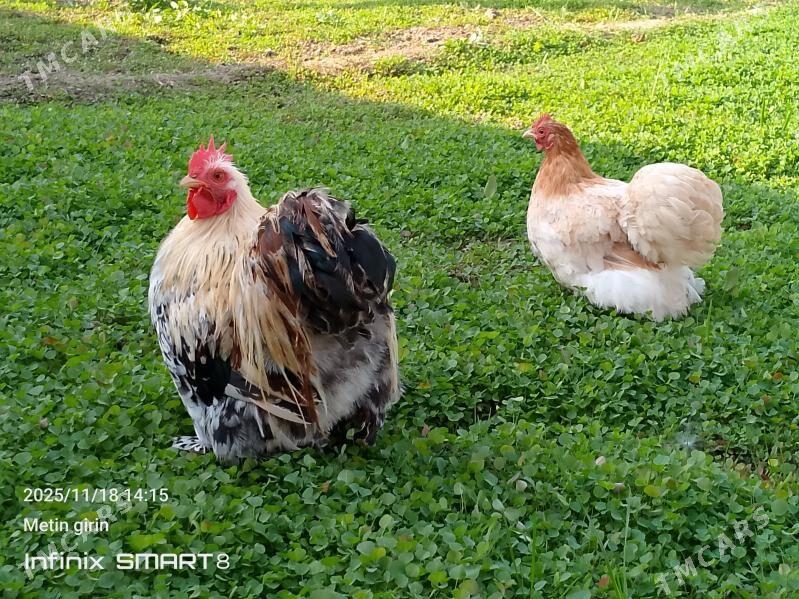 kokyn karlyk - Мары - img 3