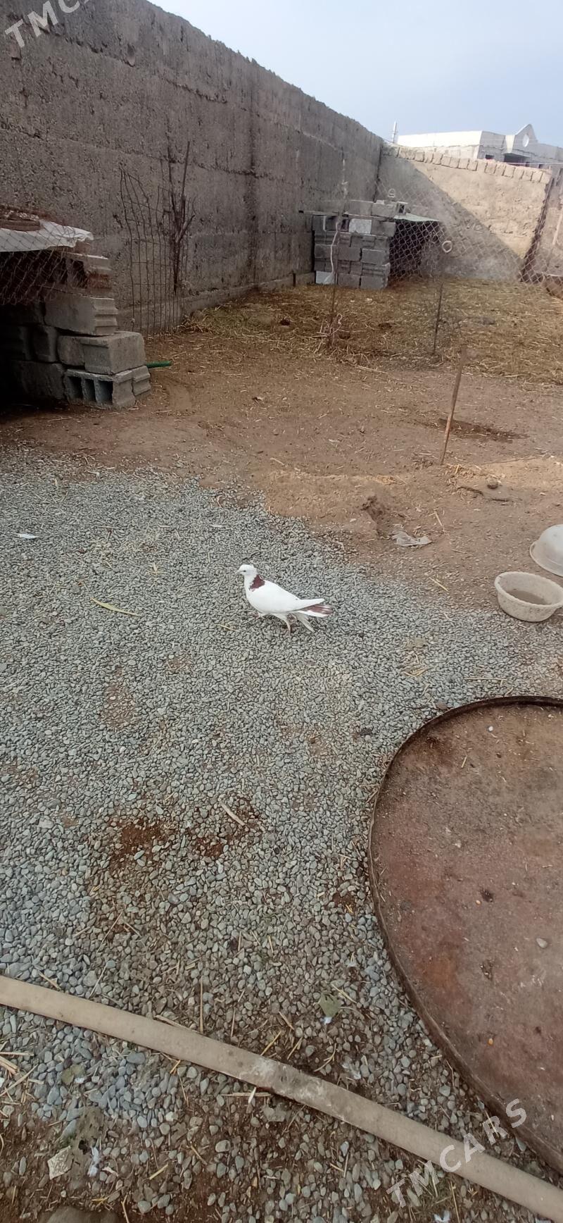 kepderi - Gökdepe - img 1