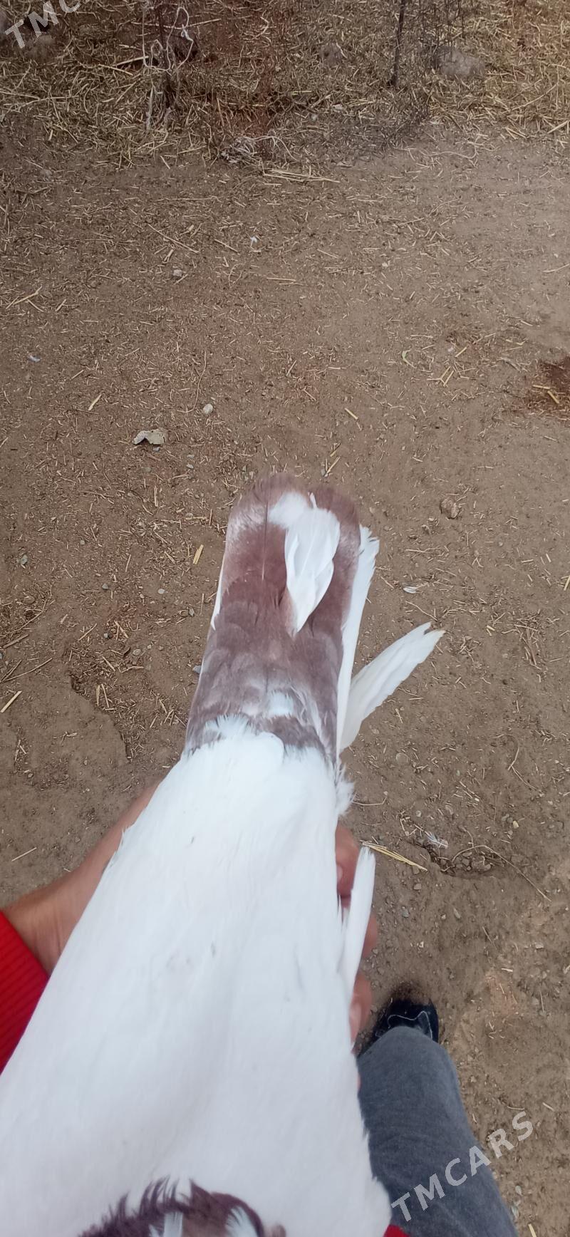 kepderi - Gökdepe - img 2