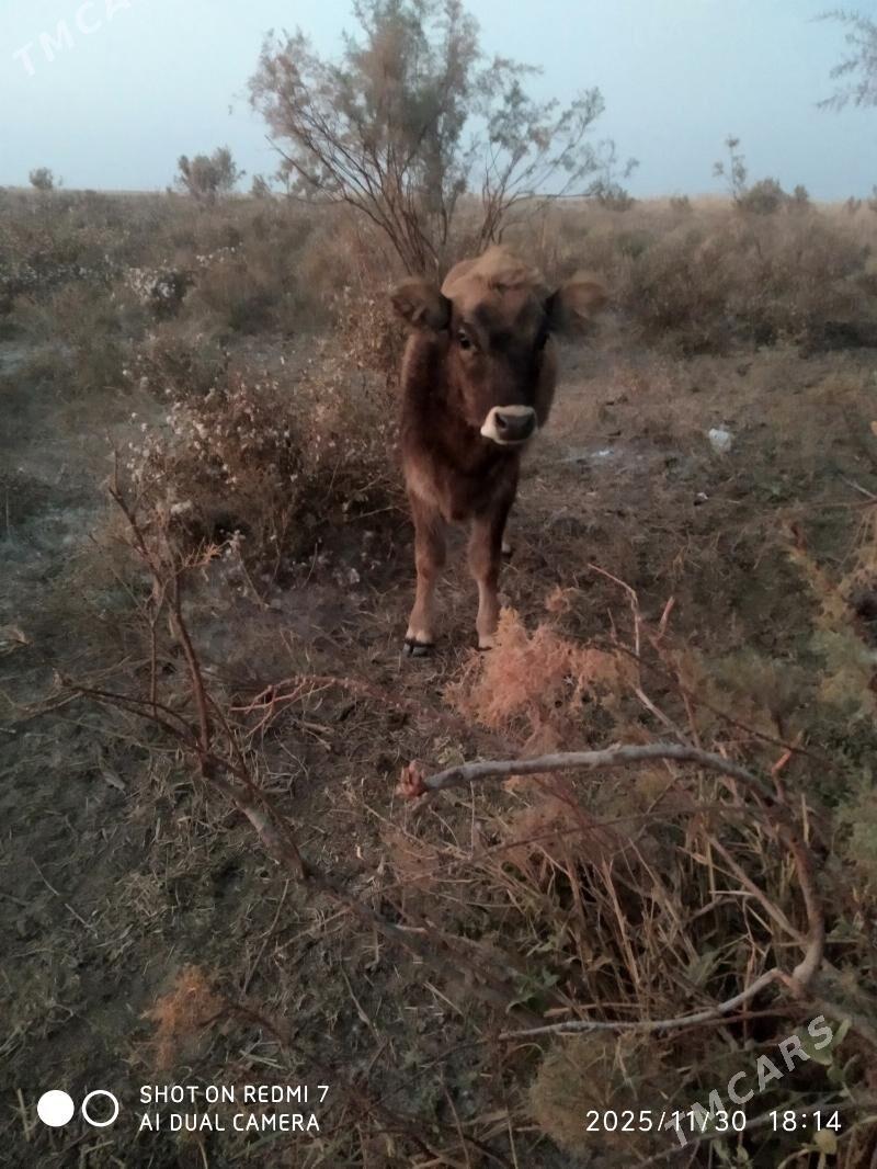 tuwe - Bäherden - img 3