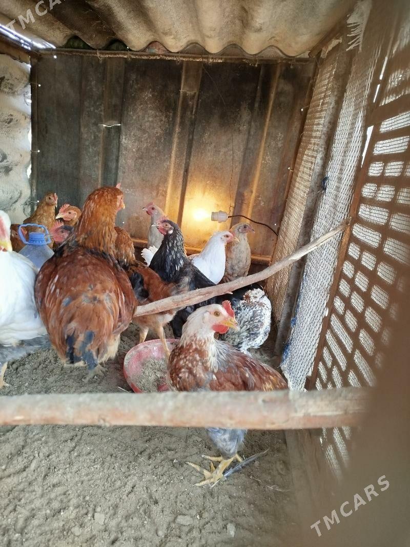 jüje - Sakarçäge - img 3