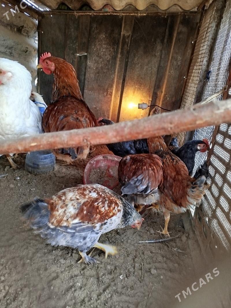 jüje - Sakarçäge - img 2