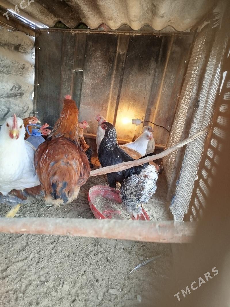 jüje - Sakarçäge - img 4