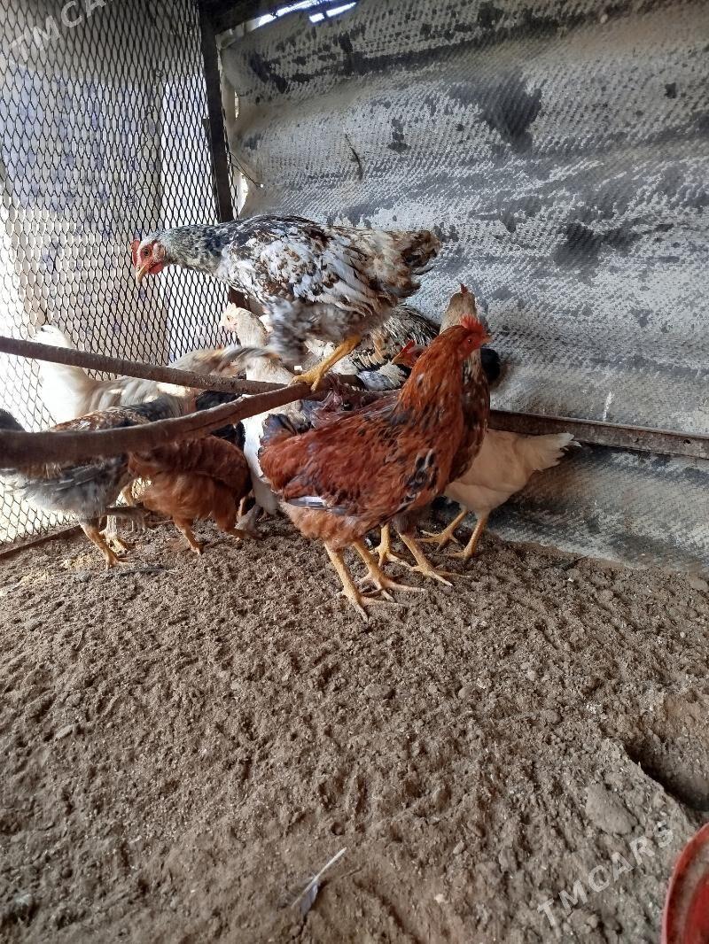 jüje - Sakarçäge - img 5