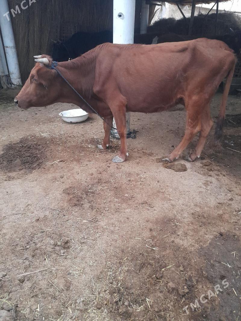 Göleli sygyr - Мары - img 6