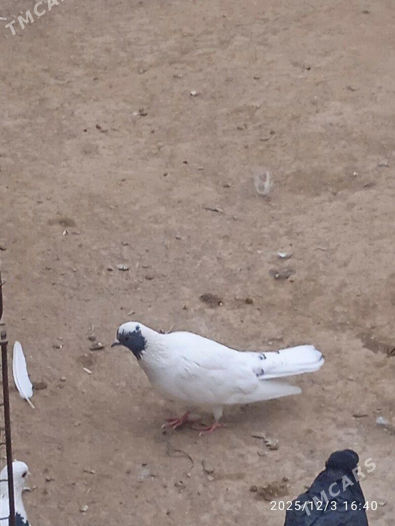 kepder - Saýat - img 2