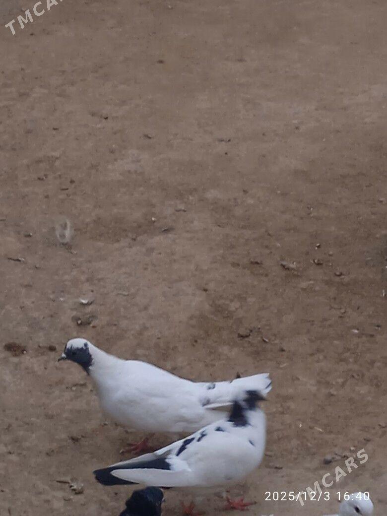 kepder - Saýat - img 3