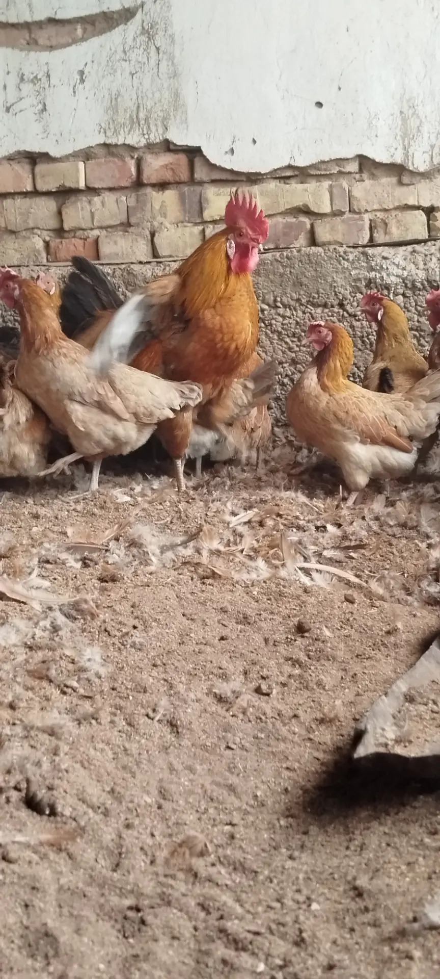 Satlyk towuklar - Tejen - img 6