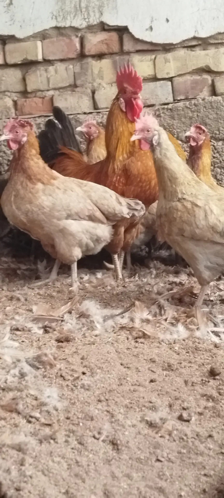 Satlyk towuklar - Tejen - img 7