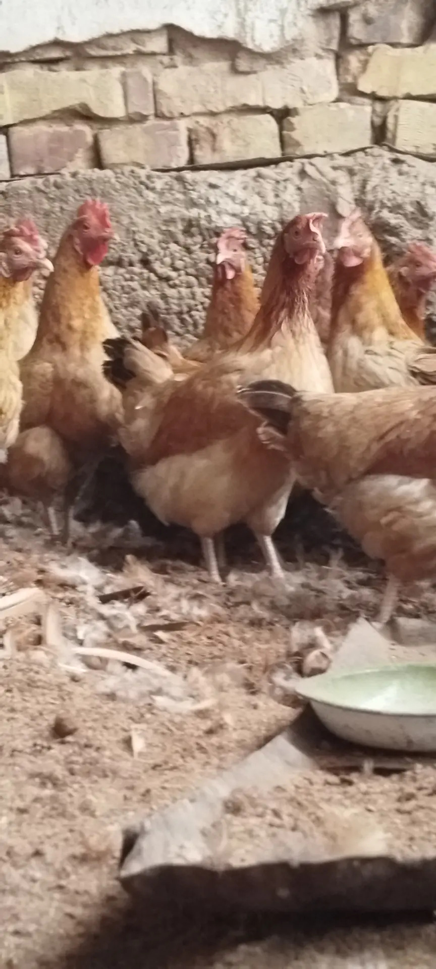 Satlyk towuklar - Tejen - img 2