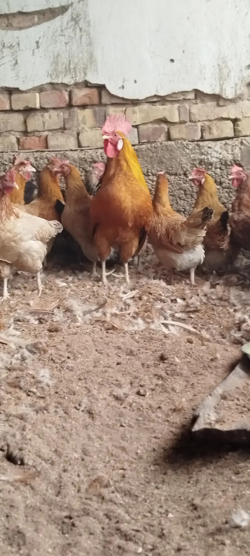 Satlyk towuklar - Tejen - img 5