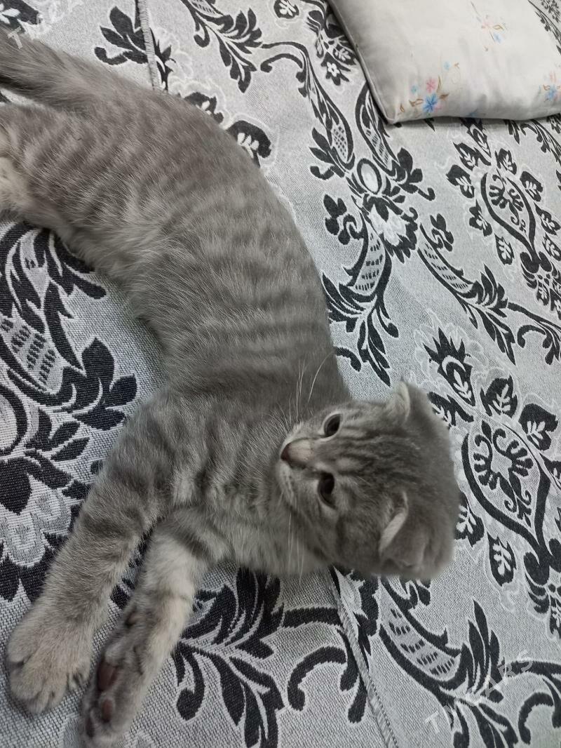 paroda pisik - Мары - img 4