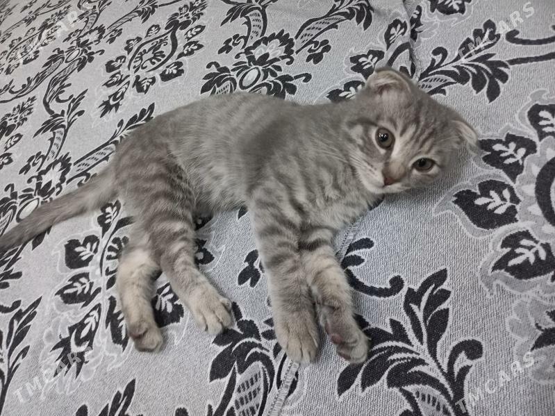 paroda pisik - Мары - img 5