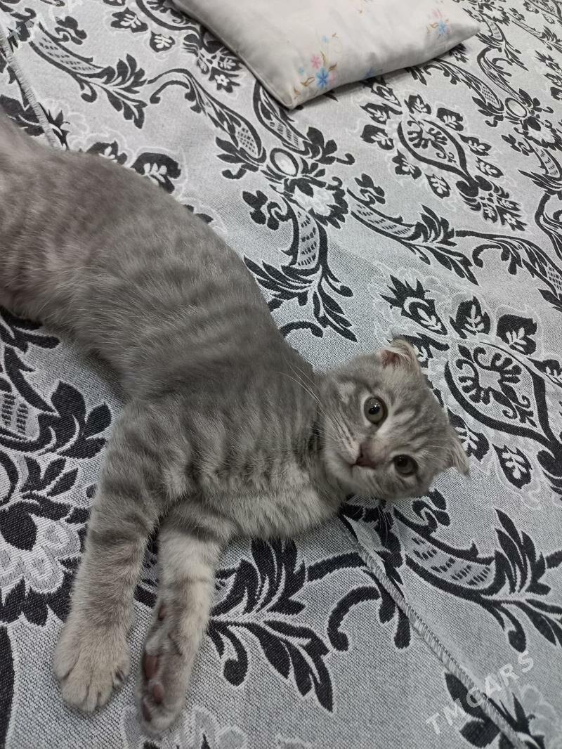 paroda pisik - Мары - img 2