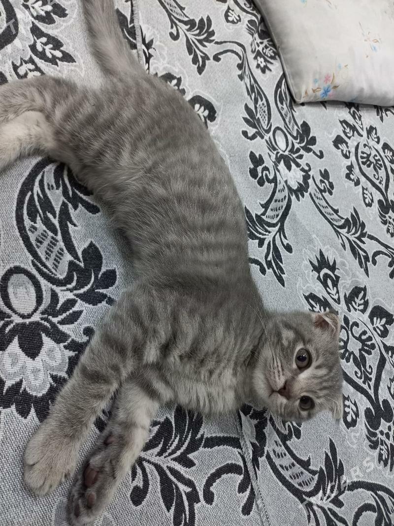 paroda pisik - Мары - img 3