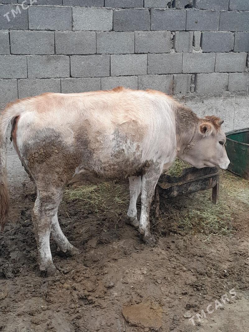 tüwe - Бахарден - img 2