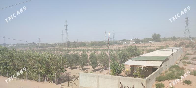 Anew plan - Änew - img 1