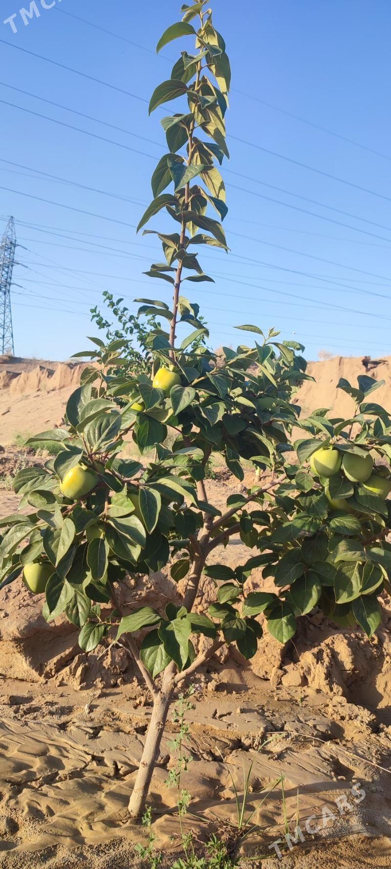 Anew plan - Änew - img 2