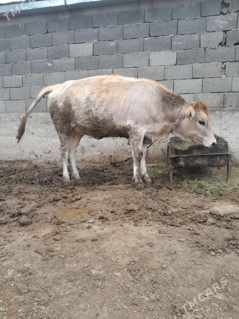 tüwe - Бахарден - img 3