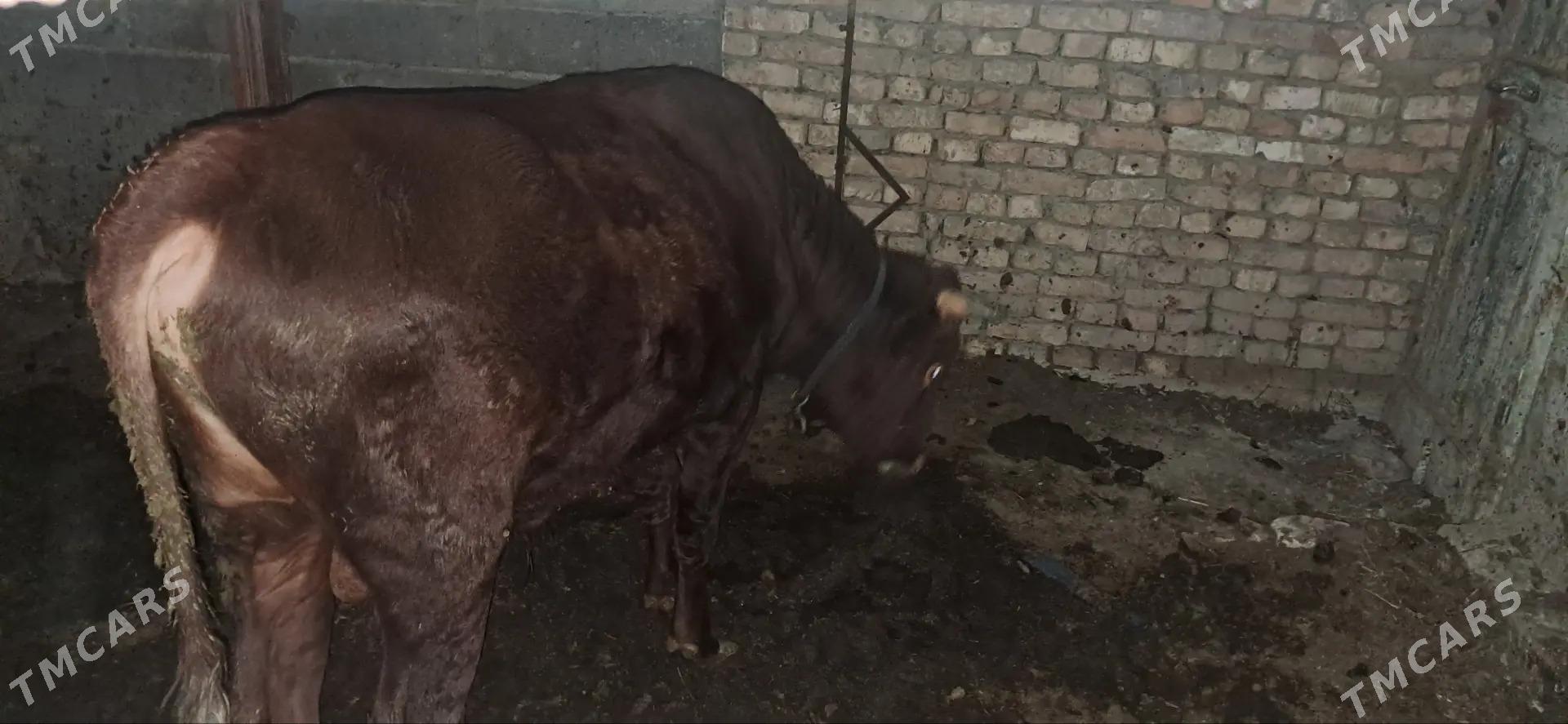 öküz - Ашхабад - img 3