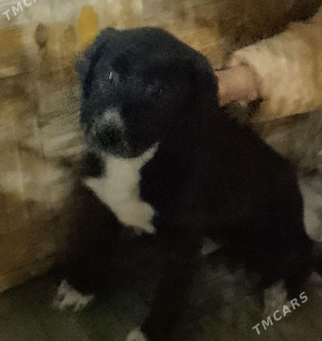 Собака - Район ст. Аэропорта, ул. Гагарина - img 2