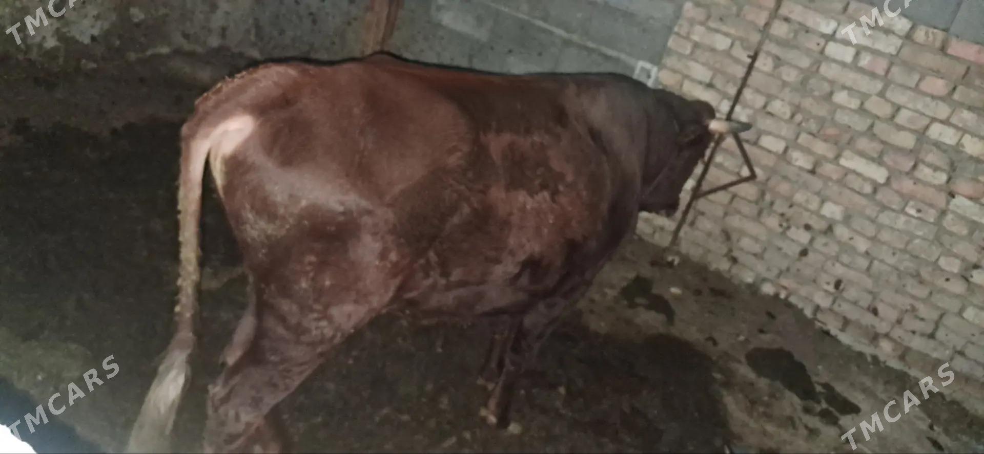 öküz - Ашхабад - img 2