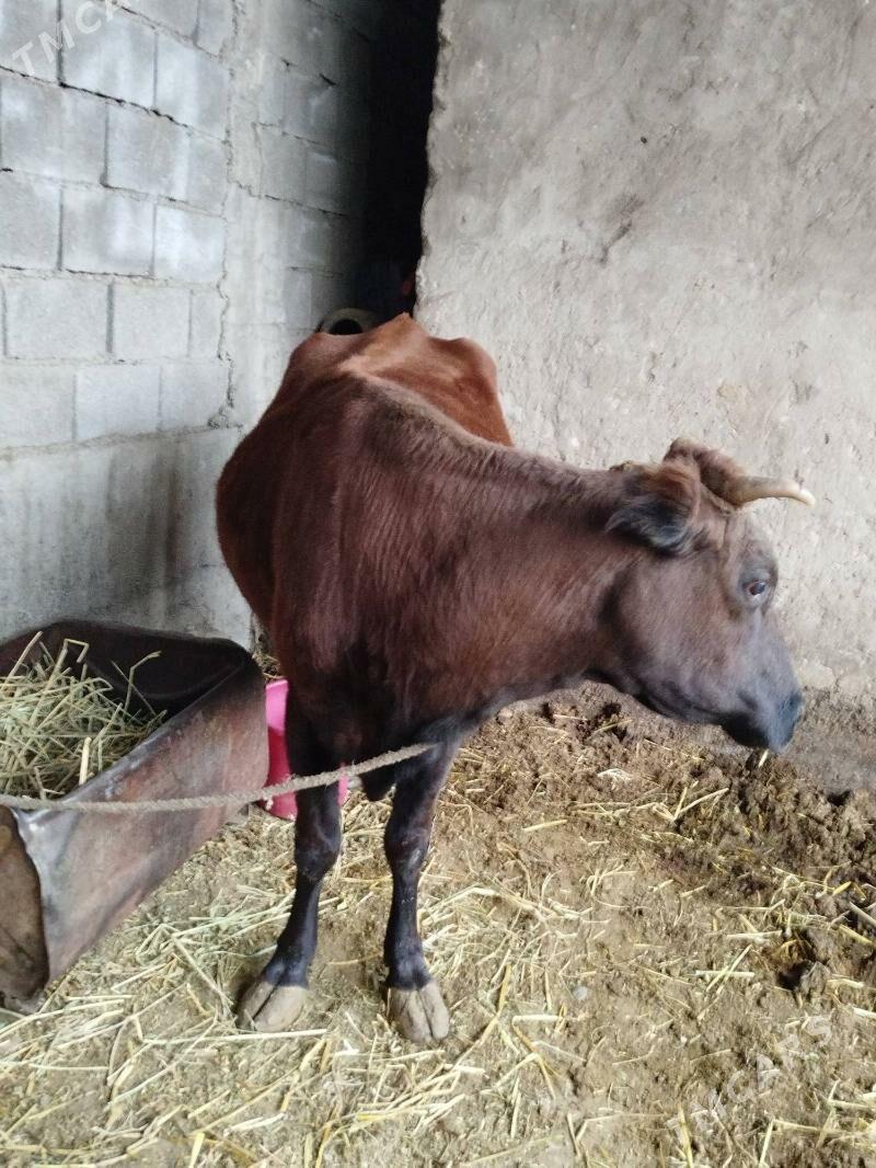 Sygyr - Herrikgala - img 3