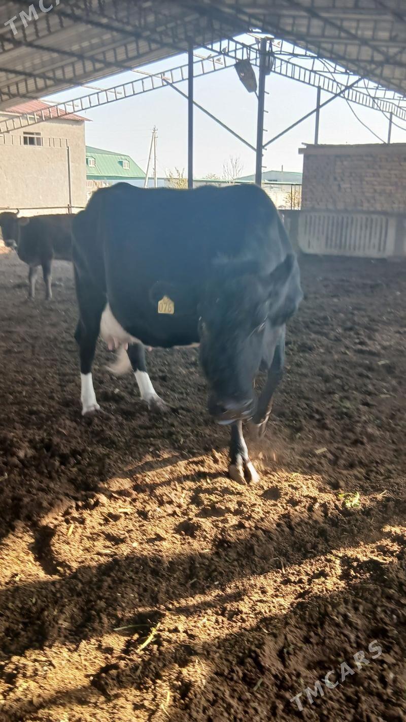 goleli sygyr - Änew - img 5