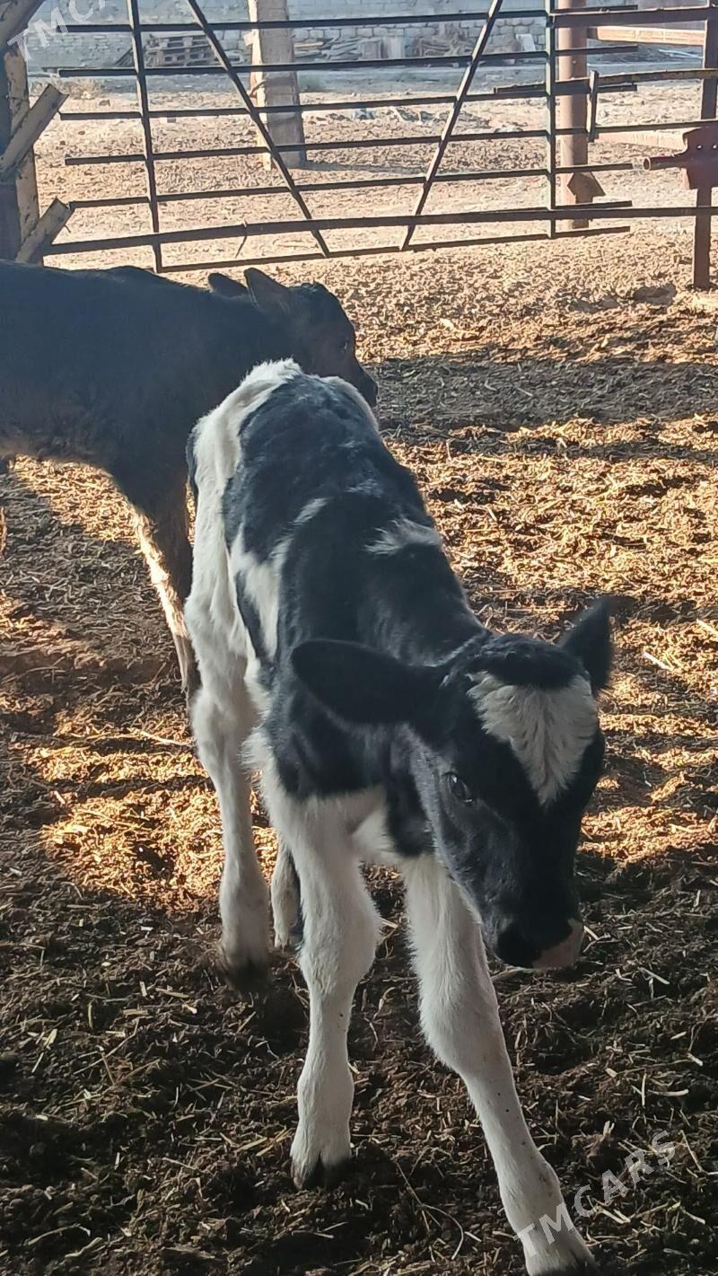 goleli sygyr - Änew - img 8