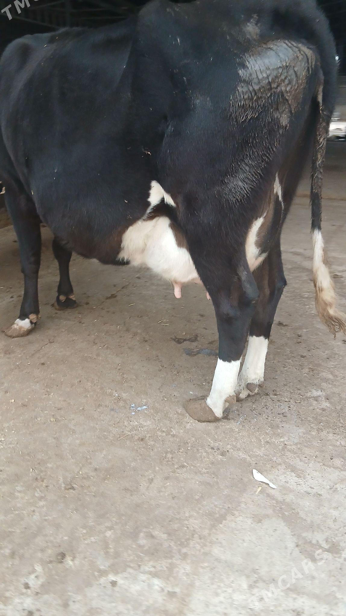 goleli sygyr - Änew - img 3