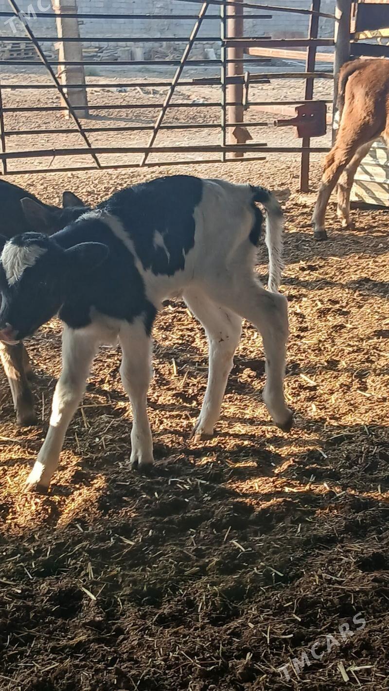 goleli sygyr - Änew - img 9