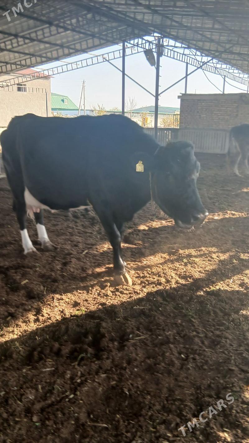 goleli sygyr - Änew - img 4