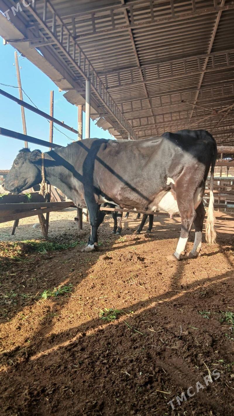 goleli sygyr - Änew - img 7