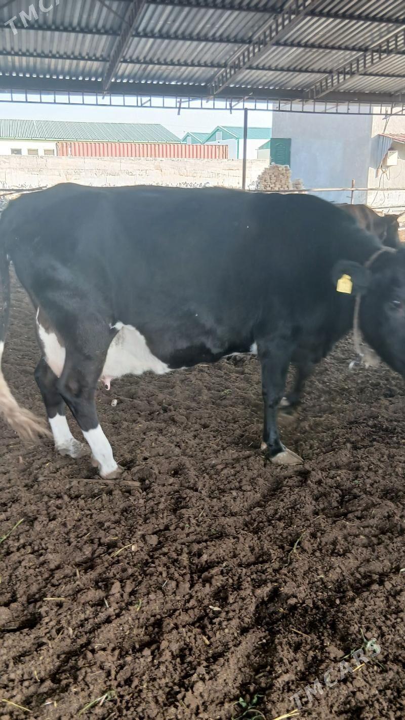 goleli sygyr - Änew - img 6