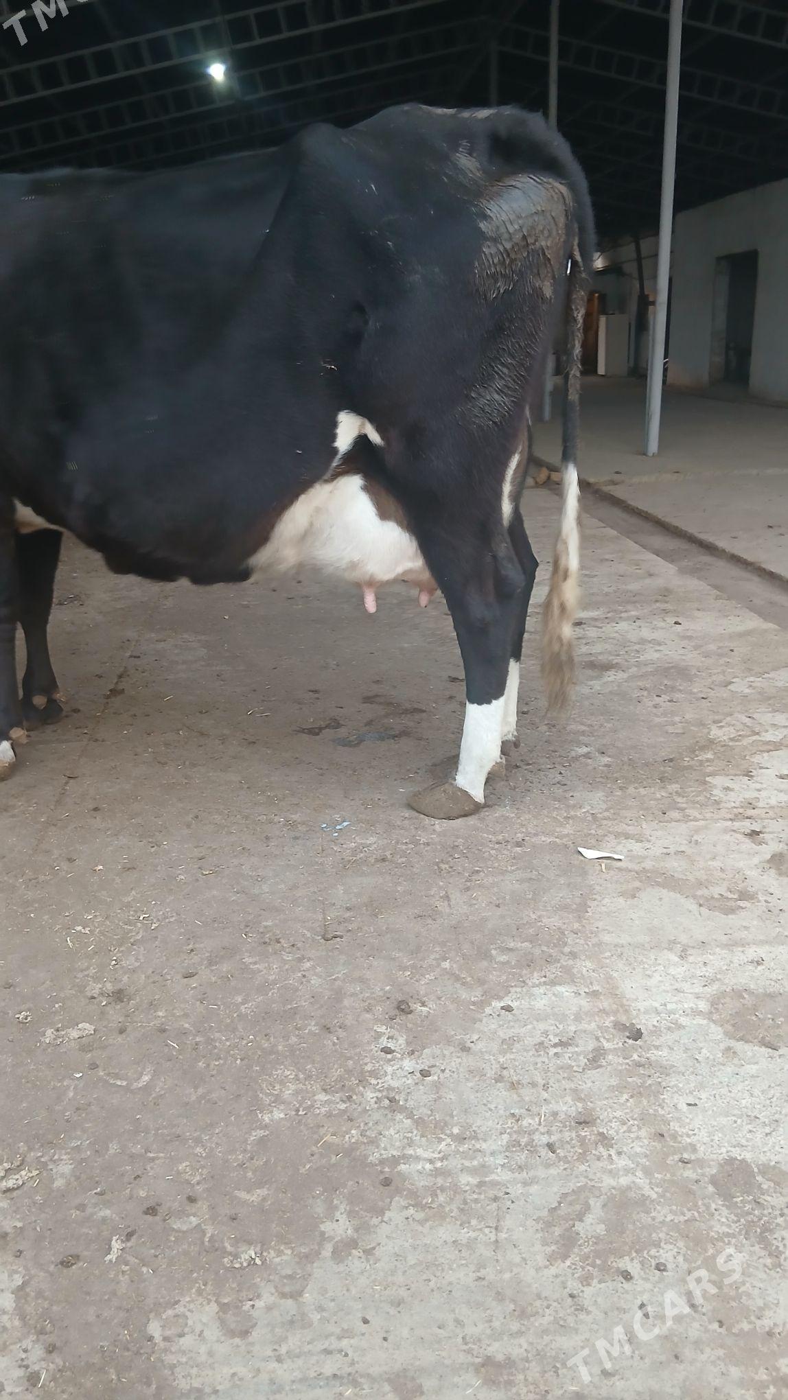 goleli sygyr - Änew - img 2