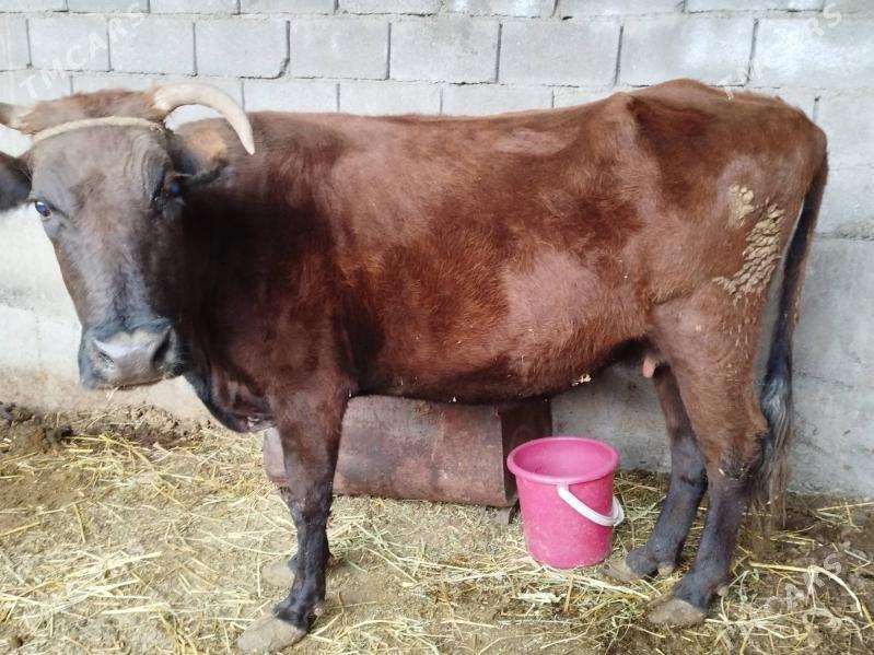 Sygyr - Herrikgala - img 1