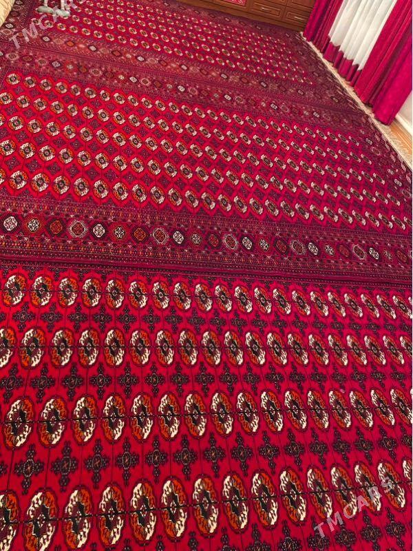 Turkmen El Halysy - Bedew - img 2