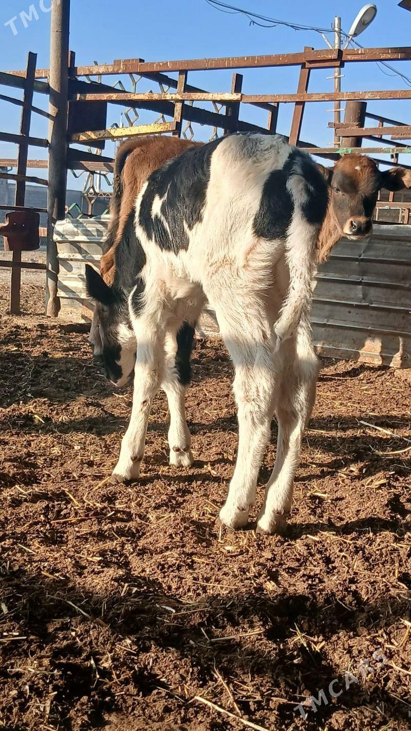 goleli sygyr - Änew - img 10