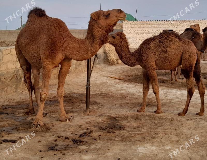 Düýe - Берекет - img 2