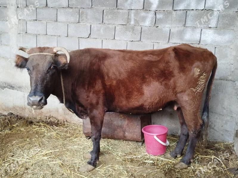 Sygyr - Herrikgala - img 2