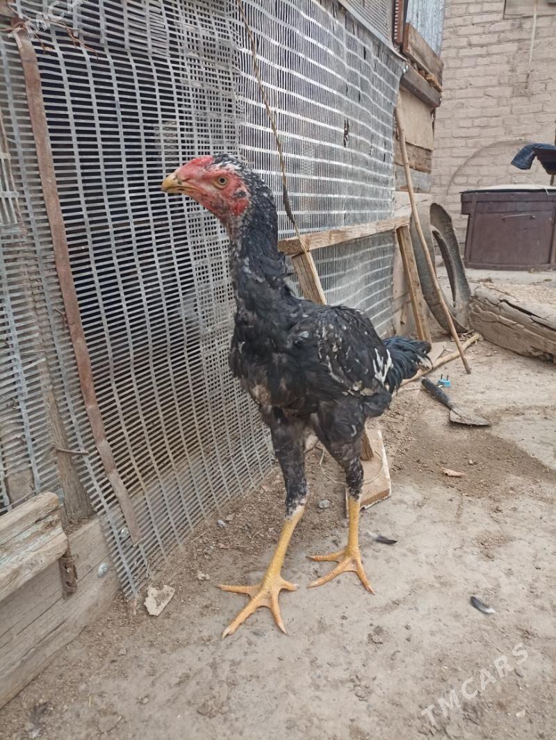 baysow horoz - Чарджоу - img 3